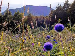 -白草畔自然风景区