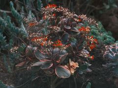 -上海辰山植物园