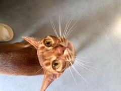 -琪喵猫屋·撸猫猫咖·猫舍