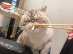 -猫色咖啡·猫咖