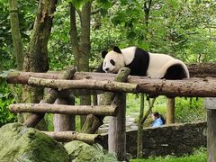 -都江堰中华大熊猫苑