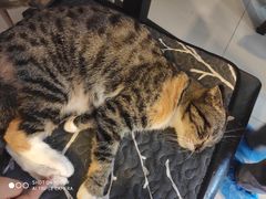 -平行世界·猫咖(首经贸店)
