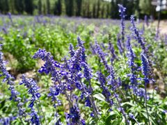 -紫海香堤香草艺术庄园