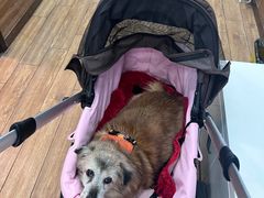 -瑞派·关忠动物医院·异宠专科·犬猫肿瘤·皮肤专科(望京店)