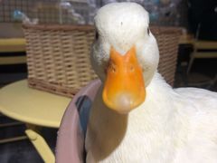 -浣熊柯尔鸭土拨鼠·电玩咖