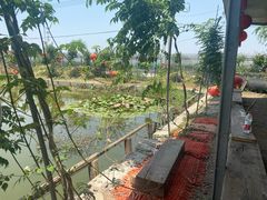 -同銮特种养殖场·龙虾垂钓