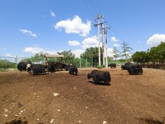 -大青山野生动物园
