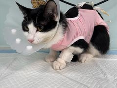 -达爱动物医院·犬猫分区·CT·复杂眼科(远洋山水分院)