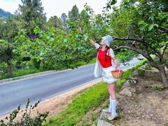 -北宅大永樱桃采摘基地(崂山总部)