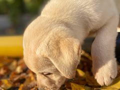 -达爱动物医院·犬猫分区·CT·复杂眼科(远洋山水分院)