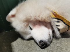 -more than meow吴止猫主题餐厅(承德 中船汇店)