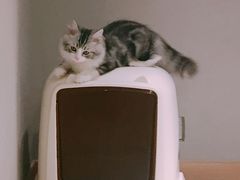-飞行喵MR PILOT|猫舍·猫咖(静安大融城店)