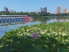 -莲花池公园