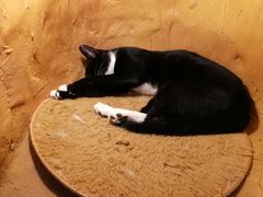 -猫猫幼稚园·撸猫·桌游·电玩