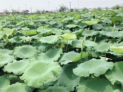 -同銮特种养殖场·龙虾垂钓