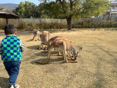 -泉州海丝野生动物世界