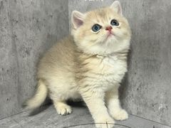 -小猫来了·猫舍(红山六九七九店)