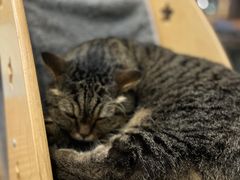 -伟伟宠物医院·瑞派猫友好医院·猫科(光谷店)