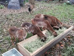 -海南热带野生动植物园