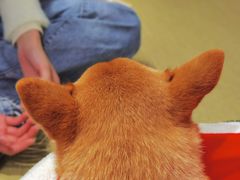 -逗柴咖啡屋·狗咖猫咖宠物桌游