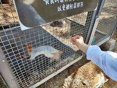 -欢乐松鼠谷