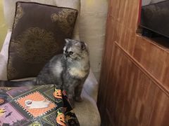 -猫色咖啡·猫咖