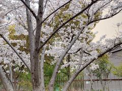 -高东镇樱花园