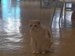 -藏猫猫咖啡主题馆(中央大道店)