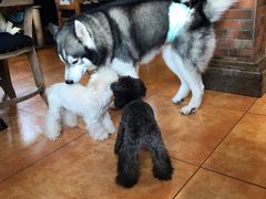 -more than meow吴止猫主题餐厅(承德 中船汇店)