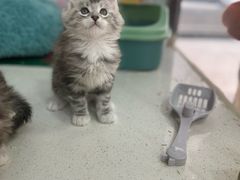 -糯米喵星人总部直营旗舰店·猫舍·幼猫出售
