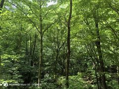 -小陇山国家森林公园桃花沟景区