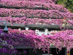 -深圳仙湖植物园