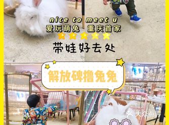 重庆探店|超阔爱的安哥拉巨兔，宝宝玩的不亦乐乎！