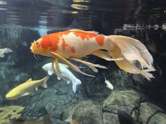 -上海海洋水族馆