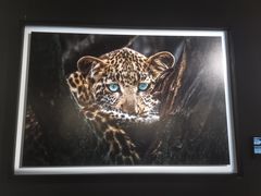 -罗红摄影艺术馆