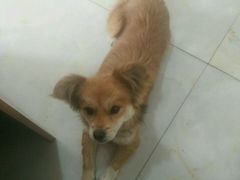 -佑安动物医院·全科·内窥镜中心(幸福巷店)