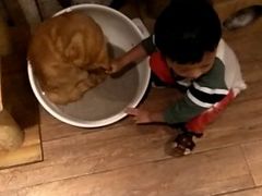 -more than meow吴止猫主题餐厅(承德 中船汇店)