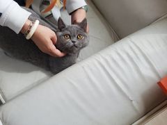 -lincat·猫舍(广州店)