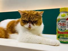 -飞行喵MR PILOT|猫舍·猫咖(静安大融城店)