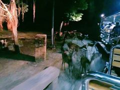 -清迈夜间动物园