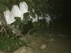 -马陆小张葡萄园农家乐