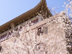 -武汉大学-樱园