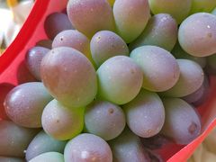 -马陆小张葡萄园农家乐