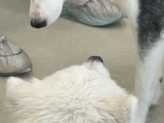 -共舞时光猫咖·狗咖(新街口店)