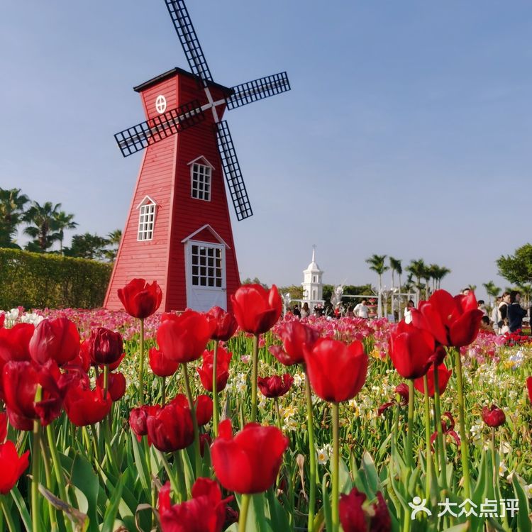 🌷园博苑•荷兰园郁金香•异域风情🌷