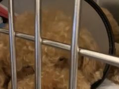 -宠颐生斯嘉宠物医院·急重症·心内科(谷阳北路分院)