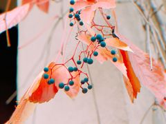-龙湖·香醍溪岸