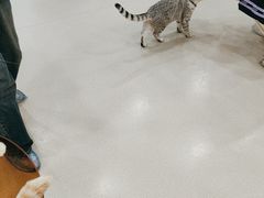 -共舞时光猫咖·狗咖(新街口店)