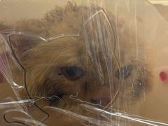 -中农大我爱我爱24h动物医院·中医针灸·猫专科·骨科医疗中心(双井店)