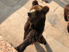 -西霞口神雕山野生动物世界